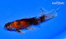 6" CALCIO WATONAI GOLDFISH
