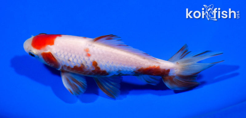 5.25" WAKIN GOLDFISH