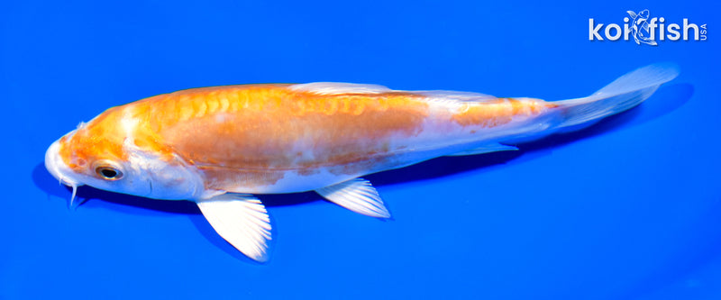 6.75" HEISEI NISHIKI