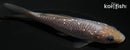 4.25" GINRIN SORAGOI
