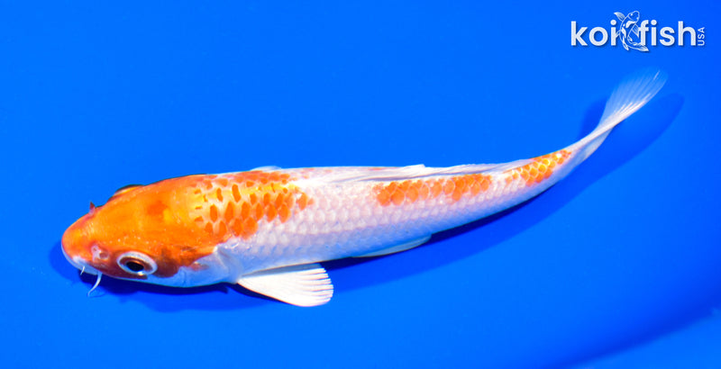6" HARIWAKE