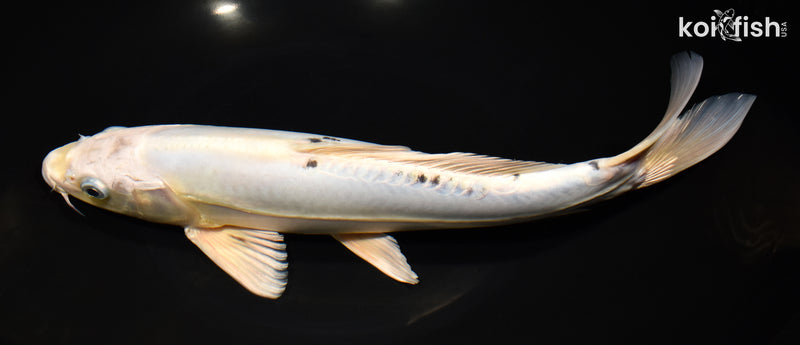 12" DOITSU GIN SHIRO BEKKO
