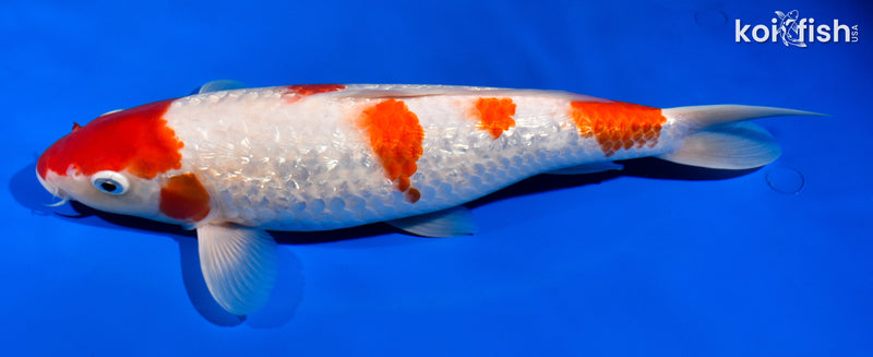 12.25" GINRIN GODAN KOHAKU