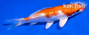 4.5" GINRIN HARIWAKE