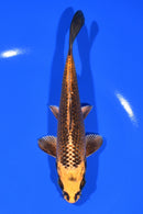 6.25" KI MATSUBA