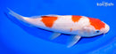 9.75" KOHAKU
