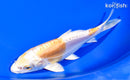 6.5" DOITSU HARIWAKE