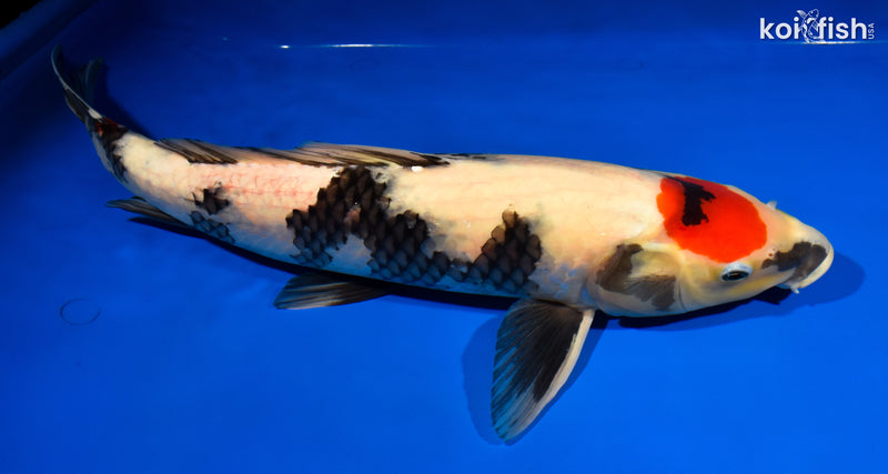 17.25" TANCHO SHOWA