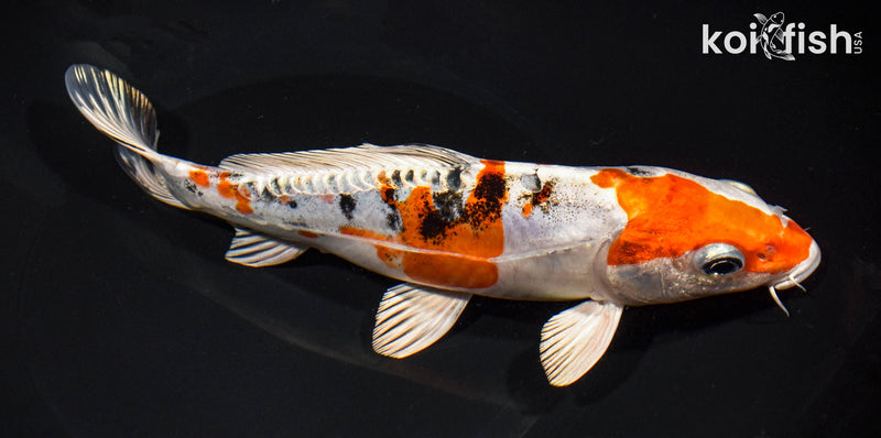 8.25" HEISEI NISHIKI