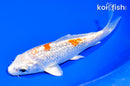5.75" GINRIN HARIWAKE