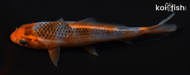 4.25" HI ASAGI