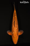 13.25" GINRIN CHAGOI