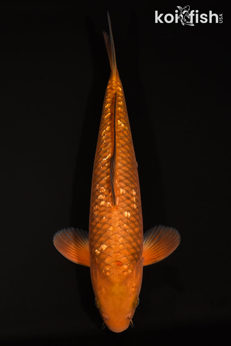13.25" GINRIN CHAGOI