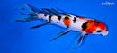 7" SANKE BUTTERFLY