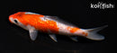 6" GINRIN GOSHIKI