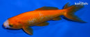 6" WAKIN GOLDFISH