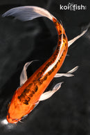 9" DOITSU KUJAKU BUTTERFLY
