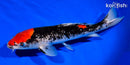 12" GOSHIKI
