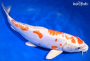 13.75" KIKUSUI