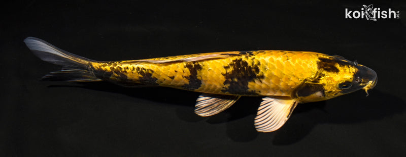 11.25" KIN KI UTSURI