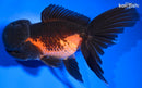 5.25" ORANDA GOLDFISH