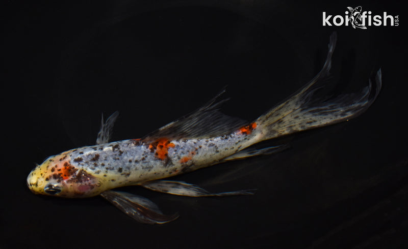 8.5" SHUBUNKIN GOLDFISH