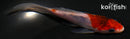 4" GOSHIKI BUTTERFLY