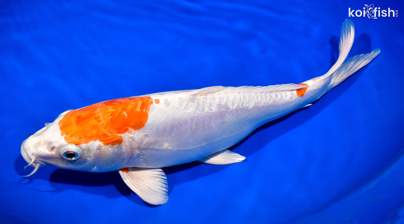 13" KIKUSUI
