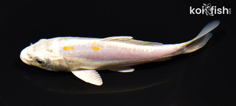 5.75" DOITSU LEMON HARIWAKE