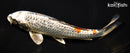 9.5" GINRIN KUJAKU