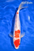 10.25" GINRIN KOHAKU
