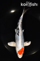 7.5" TANCHO HEISEI NISHIKI