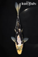 8" ARAGOKE BENI KUMONRYU