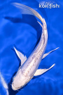 6.5" DOITSU PLATINUM OGON BUTTERFLY