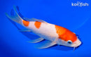 9" KOHAKU BUTTERFLY