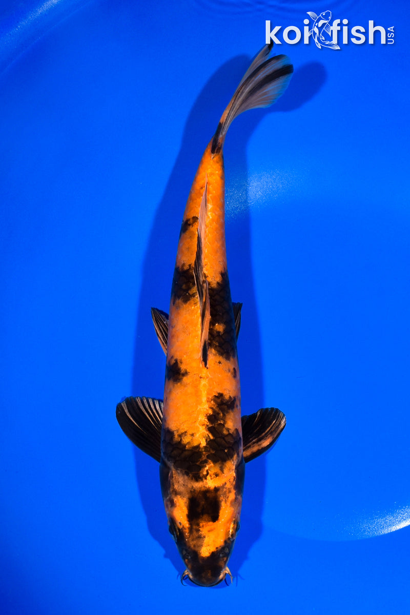 11" KIN HI UTSURI