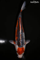 15.75" MARUTEN HI SHUSUI