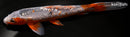 9.75" GINRIN ASAGI