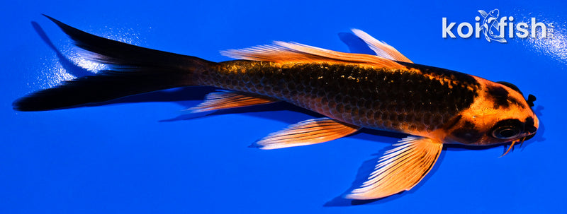 5.25" ORENJI MATSUBA BUTTERFLY