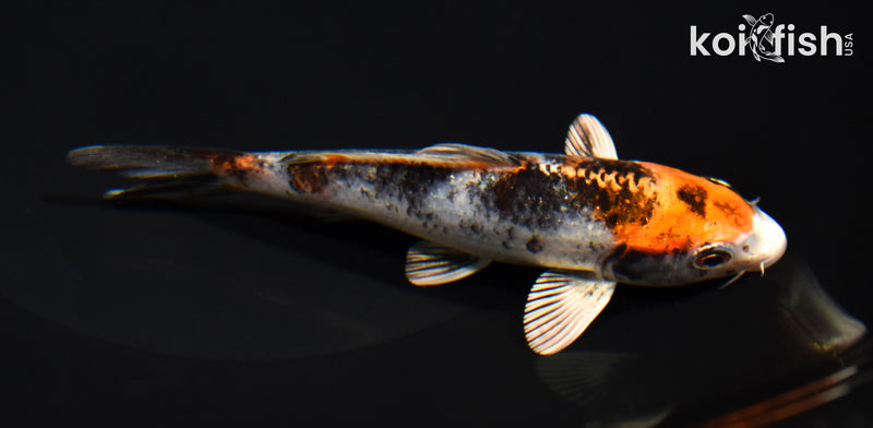 5" YAMATO NISHIKI
