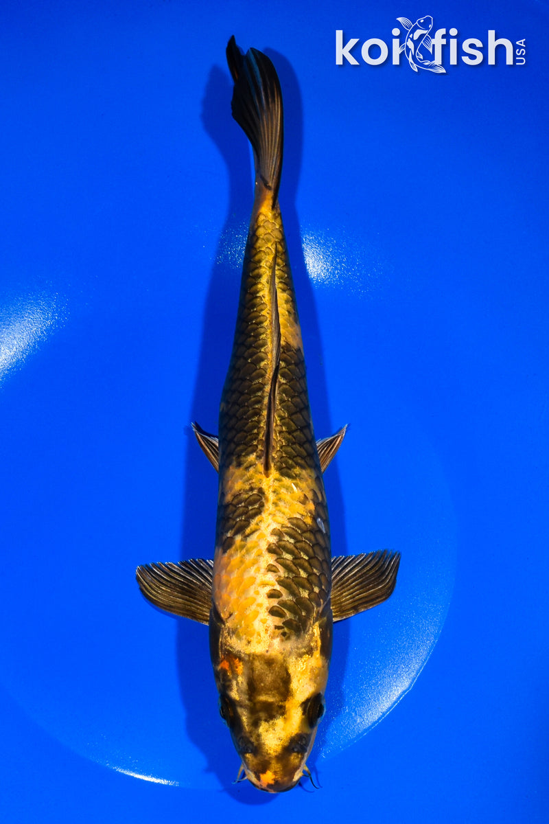 10.5" KIN KI UTSURI