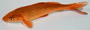 6.5" CHAGOI