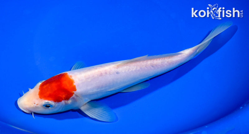8.5" DOITSU TANCHO KOHAKU