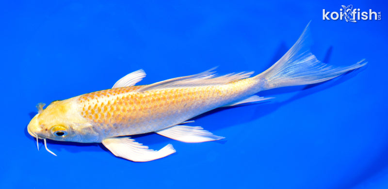 7.75" YAMABUKI OGON BUTTERFLY