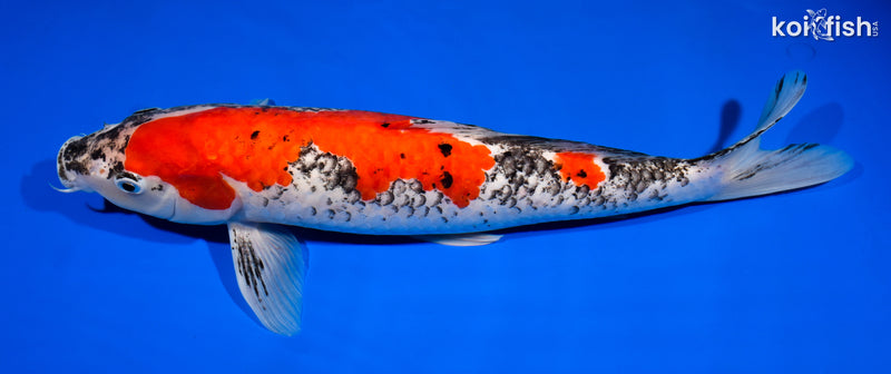 14.75" GOSHIKI