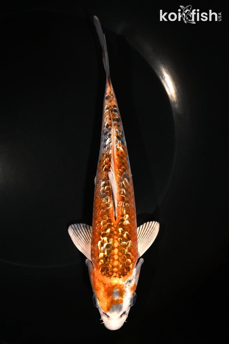 6.75" GINRIN KUJAKU