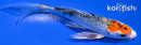 4.25" YAMATO NISHIKI BUTTERFLY