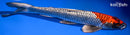 11.5" BENI GINGA