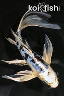 8.25" DOITSU GIN SHIRO BEKKO BUTTERFLY