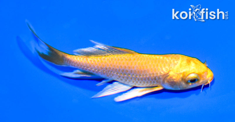 3.75" YAMABUKI OGON BUTTERFLY